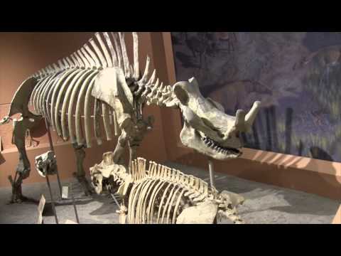 Smithsonian National Museum of Natural History - Washington D.C. - Walkthrough