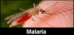 Malaria