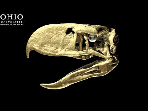 Terror Bird - animation of the bite of Andalgalornis based on PLoS ONE research