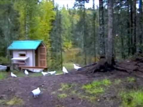 White wings of Alaska - Homing Pigeons