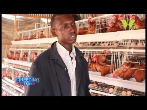 BREEDING CASH; POULTRY FARMING USING BATTERY CAGES