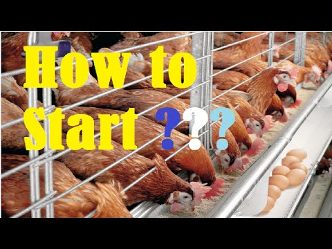 How to start Layer Poultry Farming in India