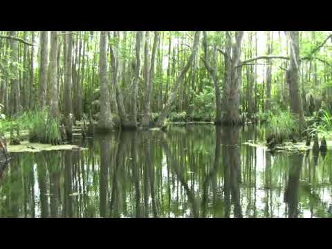 Louisiana Bayou