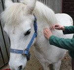 Equine Grass Sickness