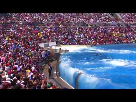 Seaworld SHAMU Killer Whale Show