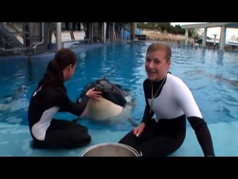 ▶Backstage of SeaWorld's Believe