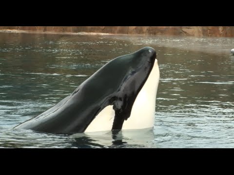 Caring for Tilikum The Killer Whale | SeaWorld®