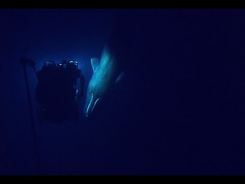 Rare Sperm Whale Encounter with ROV | Nautilus Live