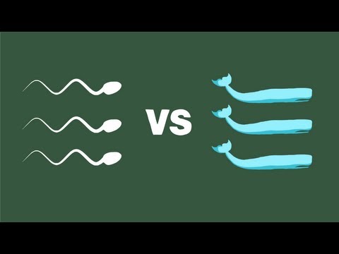 Human sperm vs. the sperm whale - Aatish Bhatia