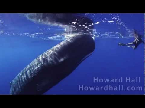 Sperm Whale Encounter HD