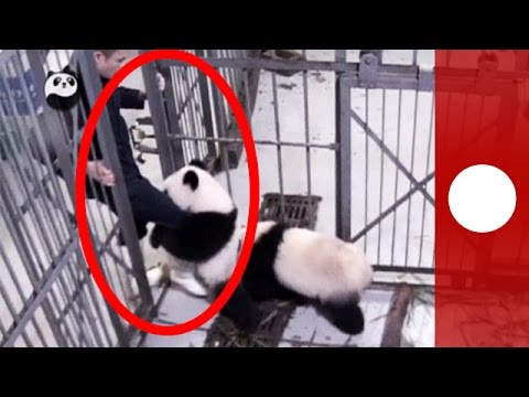 Panda cub gives zoo keeper surprise bear hug