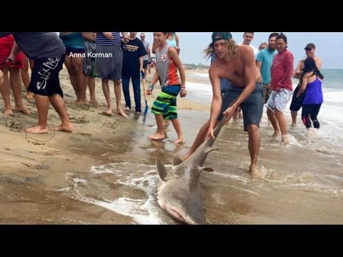 Video Shows Men Catching Shark Off Coast of North Carolina | ABC World News Tonight | ABC News