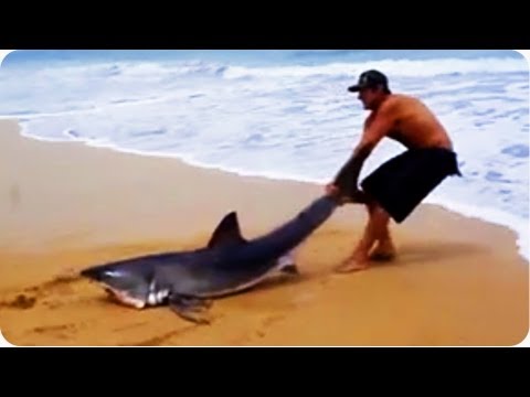 Great White Shark Rescue on the Beach