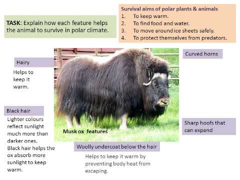 Plants & animals in polar climate LESSON