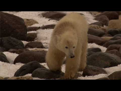 How Is Climate Change Affecting Polar Bears?