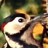 woodpecker