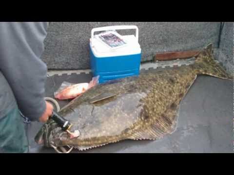 Halibut Fishing on Vancouver Island with Nootka Island Fishing Club