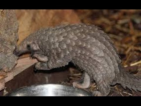 Honey Badger Narrates: The Mysterious & Endangered Pangolin