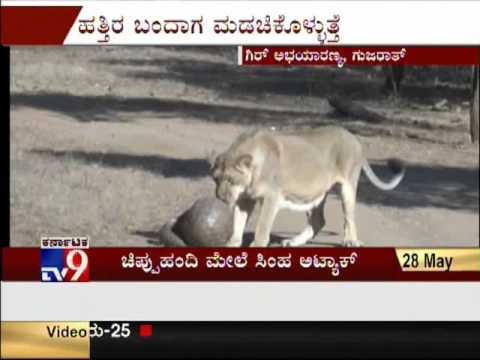 TV9 - "LIONS Vs PANGOLIN" FIGHT... GUESS WHO WINS....?