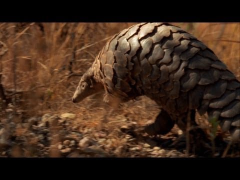 World's Weirdest - Pangolin