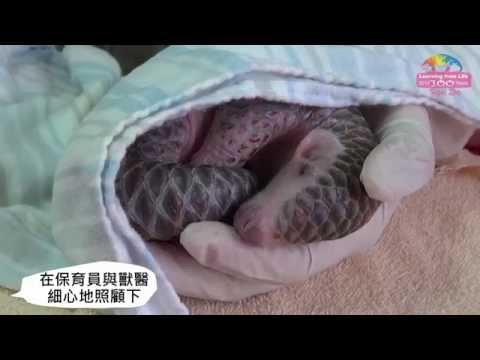 人工哺育新突破－小穿山甲爬上手 Newborn Pangolin Baby