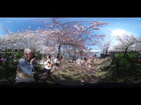 360 video: Cherry Blossoms bloom in Washington, D.C.