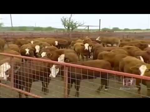 Top Documentary Films: The Science Behind Cattle Ranches