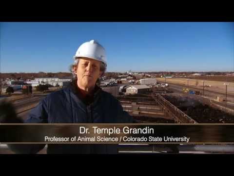 Video Tour of Beef Plant Featuring Temple Grandin