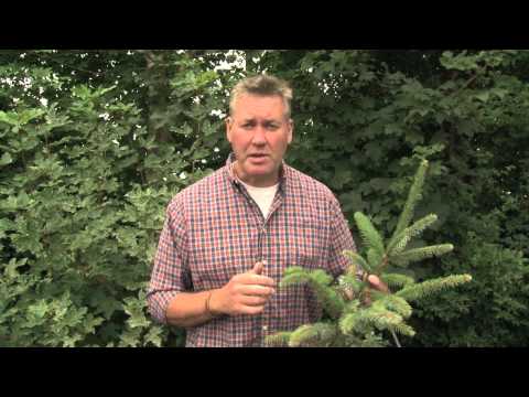 Identifying Sitka Spruce