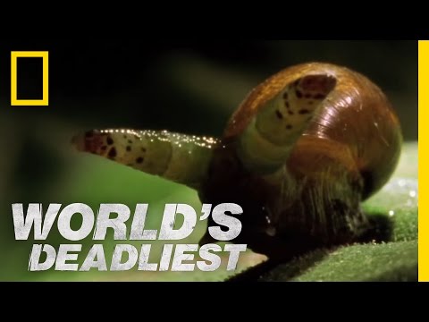 World's Deadliest - Zombie Snails