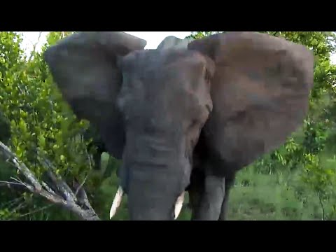 Angry Elephant Charges & Stabs Vehicle While on a LIVE Streaming Safari!!