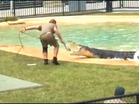 Steve Irwin's Last Performance - Deadly Crocodile