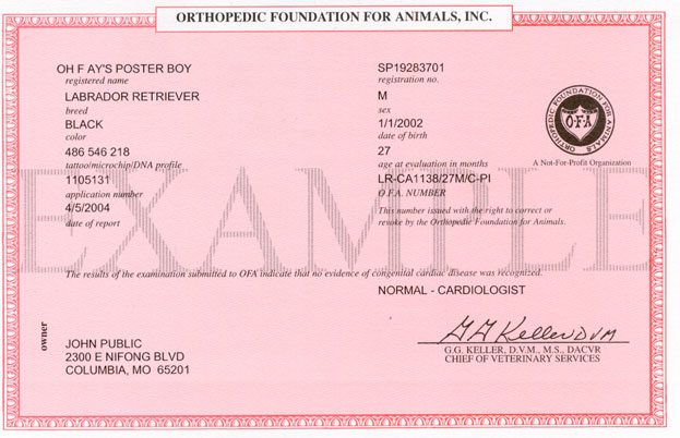 Cardiac Report Sample