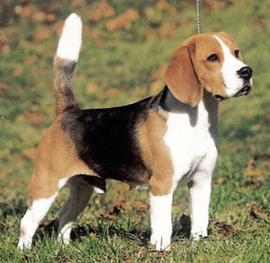 Beagle