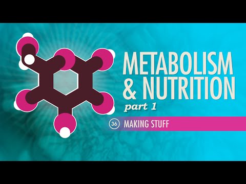 Metabolism & Nutrition, part 1: Crash Course A&P #36