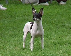Rat Terrier, one of several breeds recommended for PLL testing