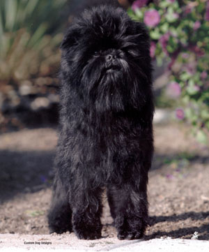 Affenpinscher, one of several breeds prone to LCP