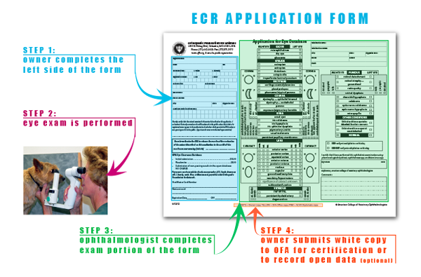ECR Steps diagram