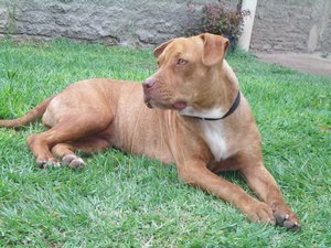 An American Pitbull terrier, a breed of dog.