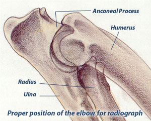 Proper position for elbow evaluation