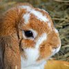 Care for Two Rescued Rabbits