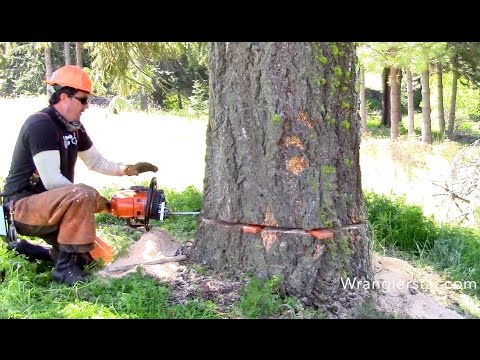 Felling Giant Trees