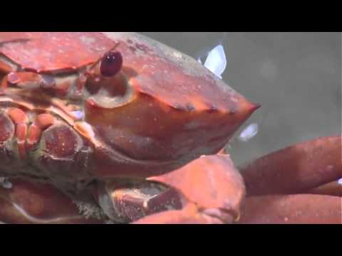 NOAA Ship Okeanos Explorer: Gulf of Mexico 2012, Deep-Sea Marine Life