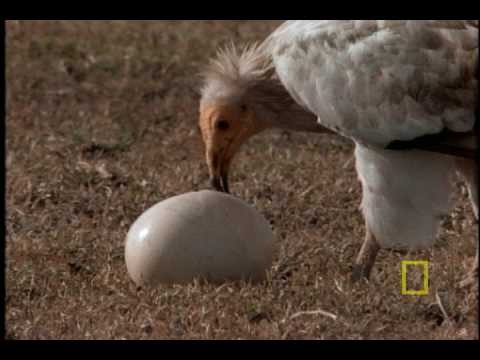 Jackal vs. Ostrich Eggs vs. Vulture