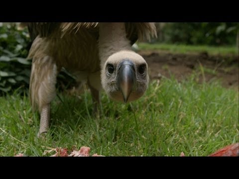 Feeding a Vulture - Vultures: Beauty in the Beast - Natural World - BBC Two