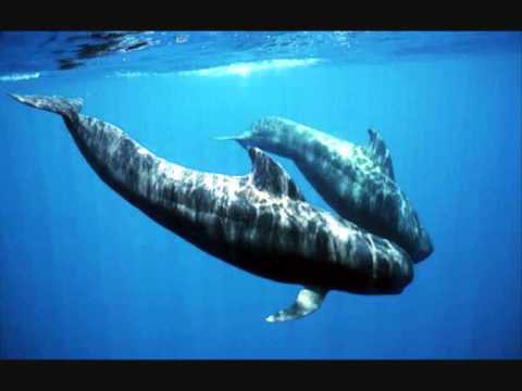 Beautiful whale song