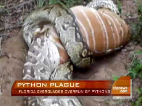 Pythons Invade The Everglades