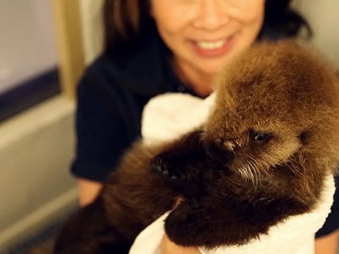 Raw: Baby Otter Takes Dip at Chicago Aquarium