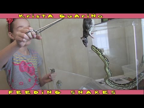 10 Yr. Old Girl - Feeds Her Pet Snakes!