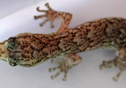 Hidden housemates: are you living with a gecko invasion?